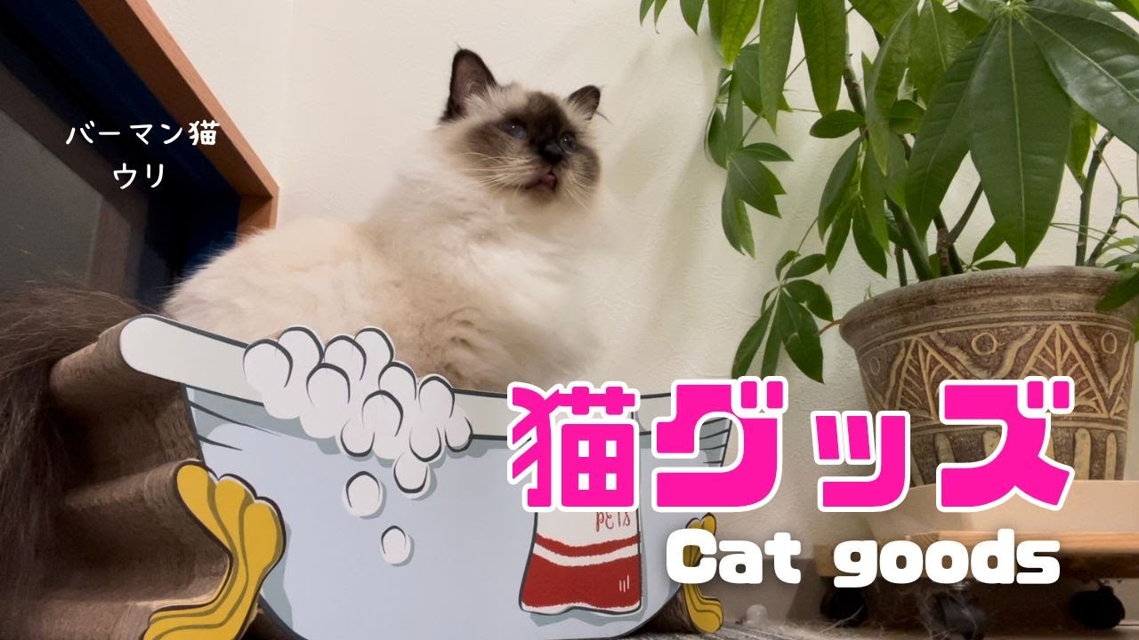 バーマン猫ウリ【猫グッズ】Cat goods（バーマン猫）Birman/Cat