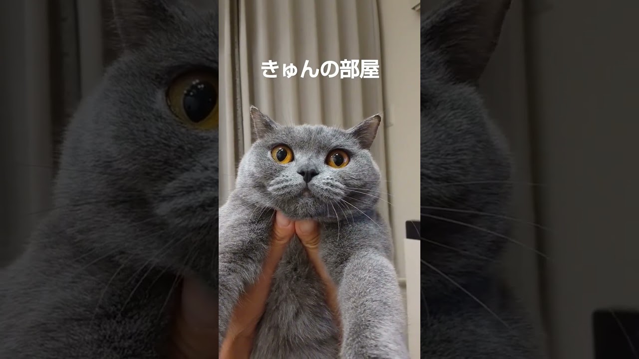 固まる猫#ブリティッシュショートヘア#猫#shorts