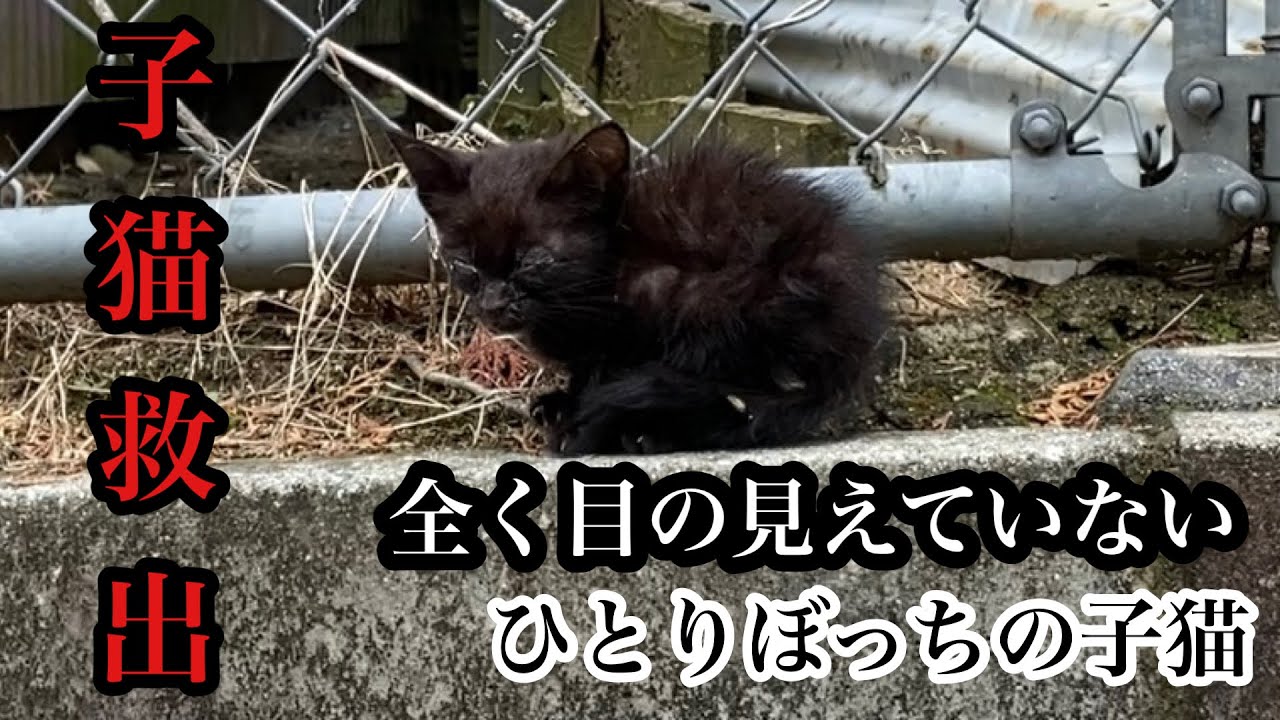 【保護子猫】山の中で出会った目の見えない子猫を保護しました。