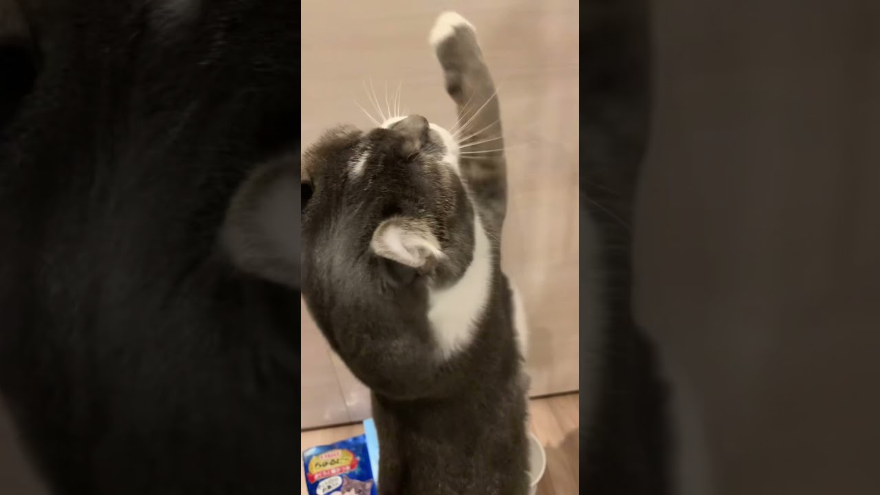 キラキラ猫じゃらしに夢中なたぴさん【アメリカンカール・たぴ】