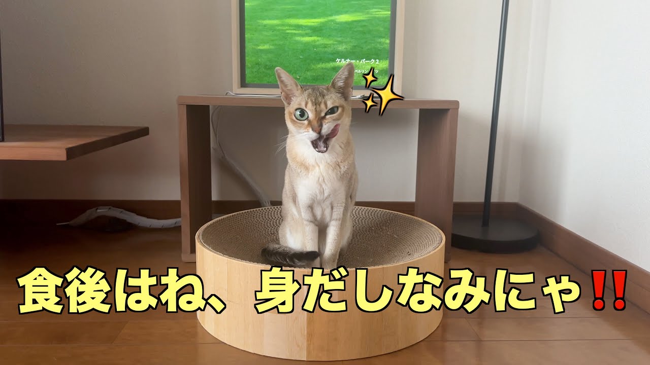 食後の身だしなみに抜かりなし‼️シンガプーラ「もも」　#シンガプーラ