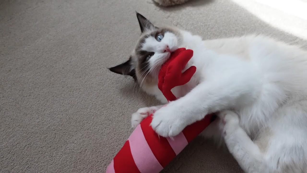 【ラグドール】エビにマタタビをつけたら猫がこうなりました