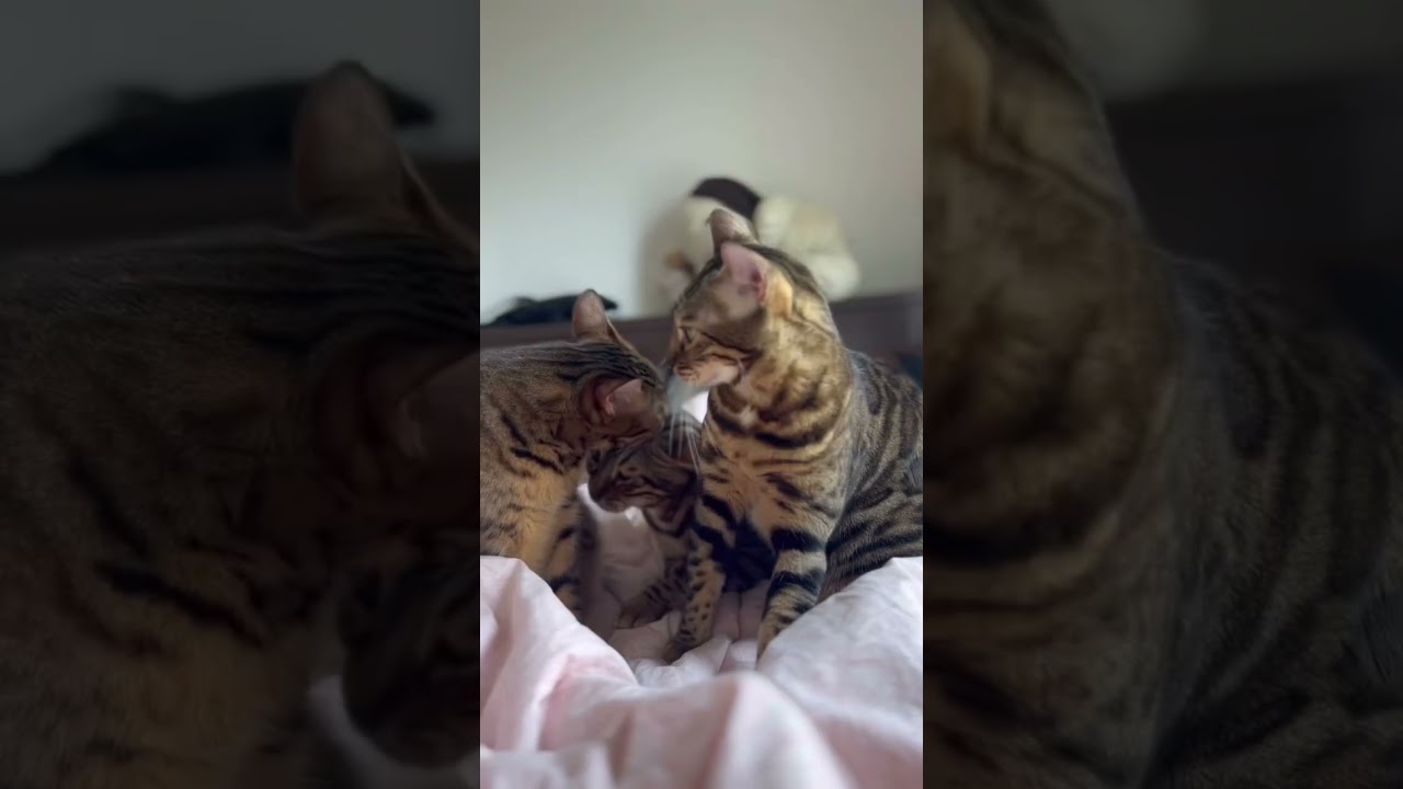 3匹仲良く毛繕いし合う猫たち【ベンガル猫」