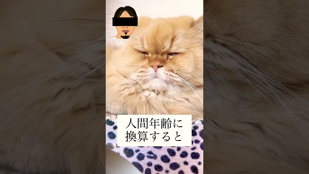 ペルシャ猫 #shorts