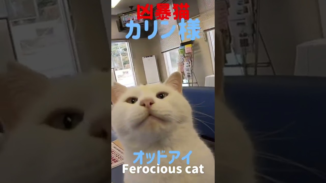 Ferocious cat あの凶暴猫のカリン様ちゅーるの後のペロペロタイム#shorts