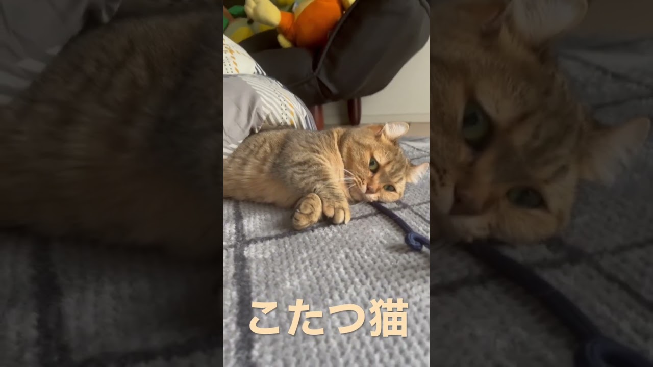 【キンカロー】こたつ猫の日常#shorts