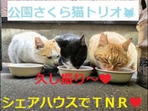 【久しぶり公園さくら猫トリオ】シェアハウスで、新たなさくら猫誕生🙏