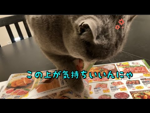 どっちが優先 #猫 #ブリティッシュショートヘア #catvideos