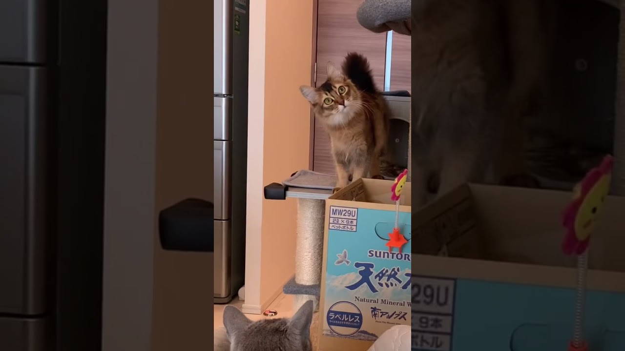 だるまさんが転んだ失敗猫 #ソマリ #いやしねこ #しっぽ吸い