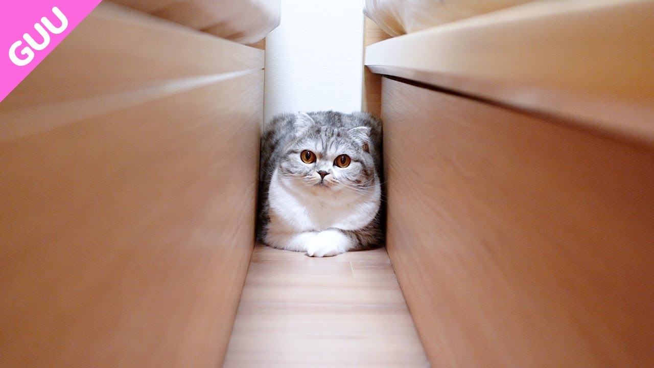 愛猫ぐうが引きこもってしまいました［スコティッシュフォールド］