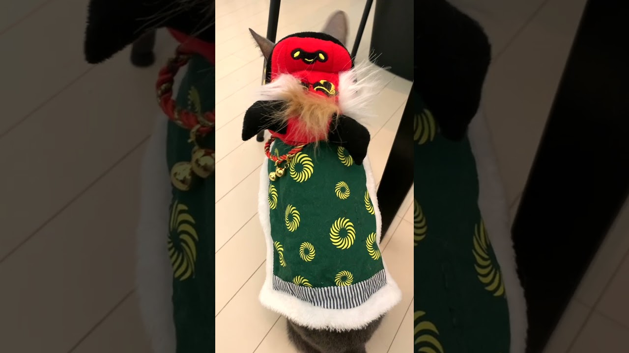 [3匹のロシアンブルー] 2023 HAPPY NEW YEAR  #shorts