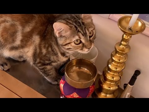 2022年12月23日　【子猫】妻の祭壇で水を飲むようになった猫に夫は・・・