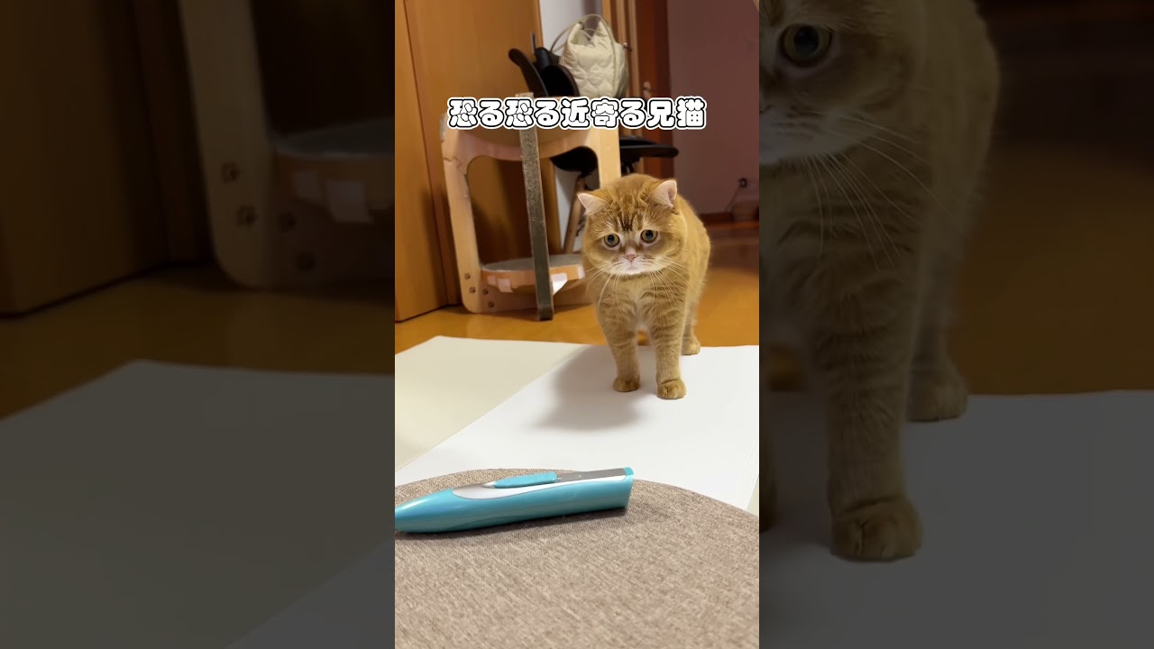 バリカンにビビりまくる猫 #shorts