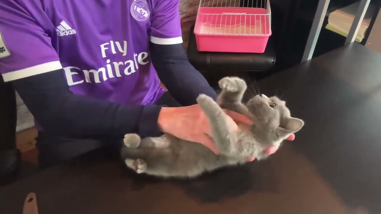 【ナナハチ’s ROOM】シャルトリュー の男の子② 20230313