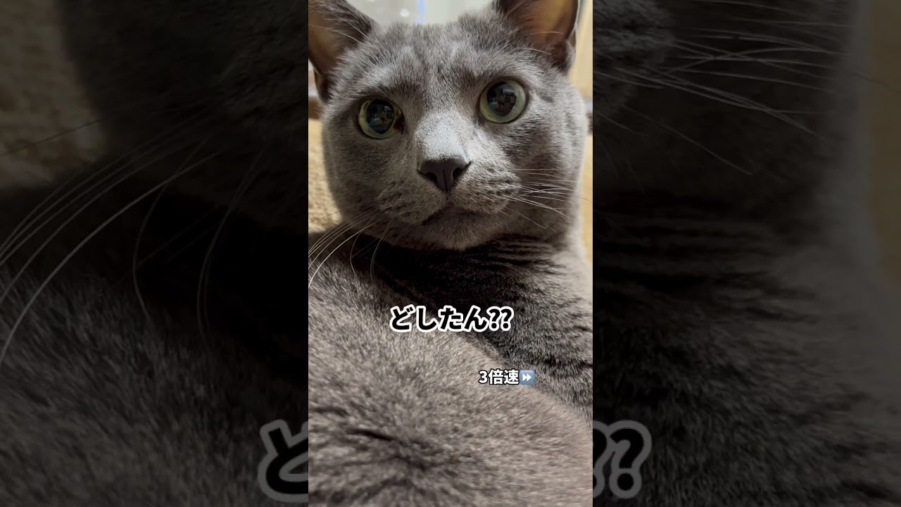 【ロシアンブルー】めろんただただ固まる🫢【猫】#shorts