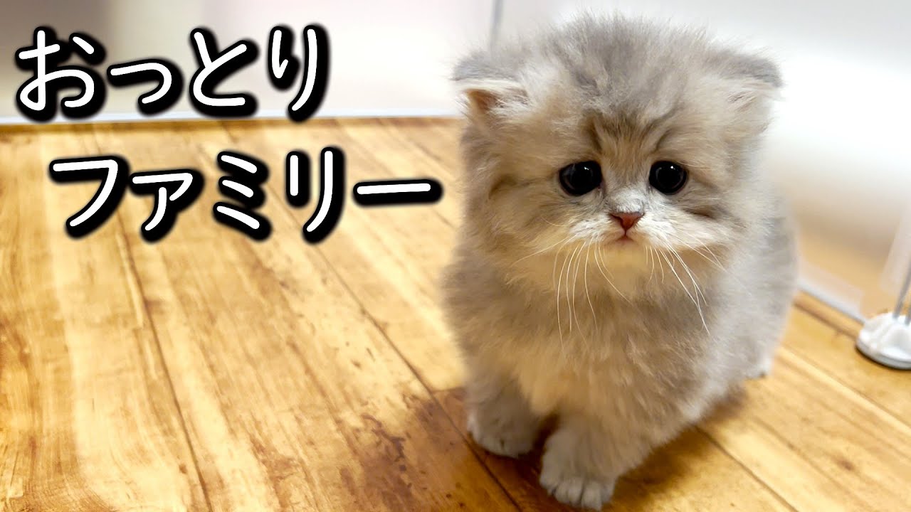 【ペルシャの子猫】気付けば子猫全員おっとりしてた件 ∼猫のいる生活Vol.649∼ 出産動画 マンチカン短足・ミヌエット・ペルシャ猫専門ブリーダー『ペット蔵人』【子猫の成長記録】