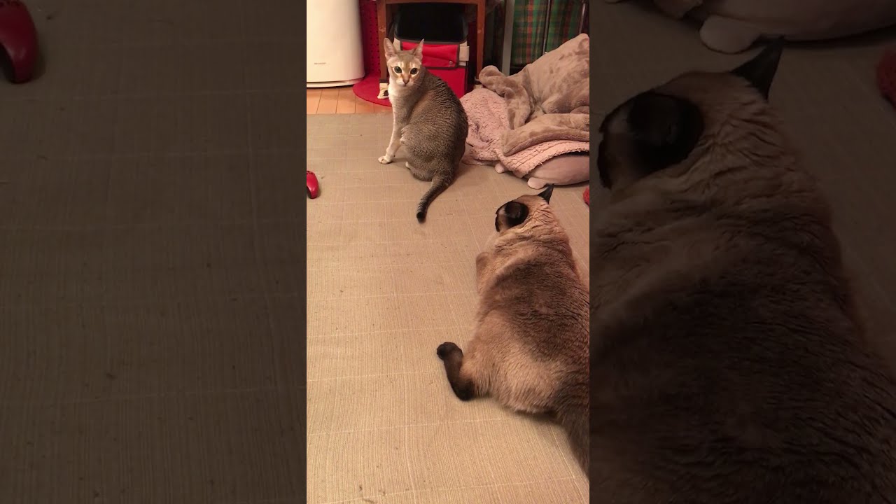 後ろが気になるシンガプーラと気にならないたぬき猫なのにゃ♪