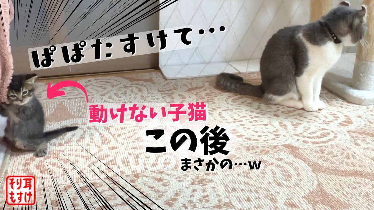 動けなくなった娘を救出する父親の動きが猫離れしてたｗ【奇跡のイクメン猫】