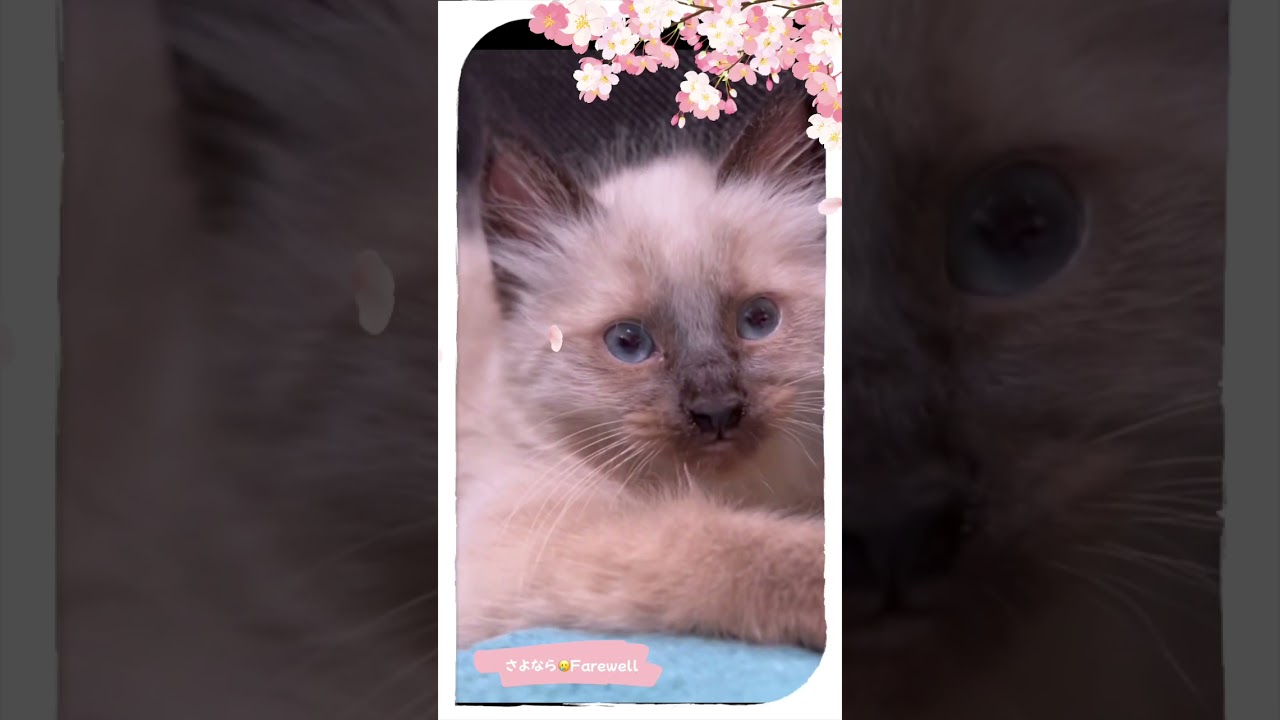 【お別れ😿幸せになってね】オオヤマネコの血を引く子猫の里親さん決定!【立ち耳子猫ちびシナちゃん】