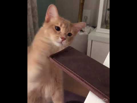 びっくりしやすいソマリの子猫