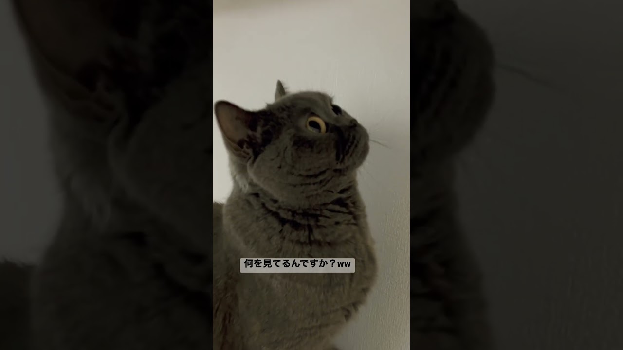 どこ見てるんですか？【ブリティッシュショートヘア】