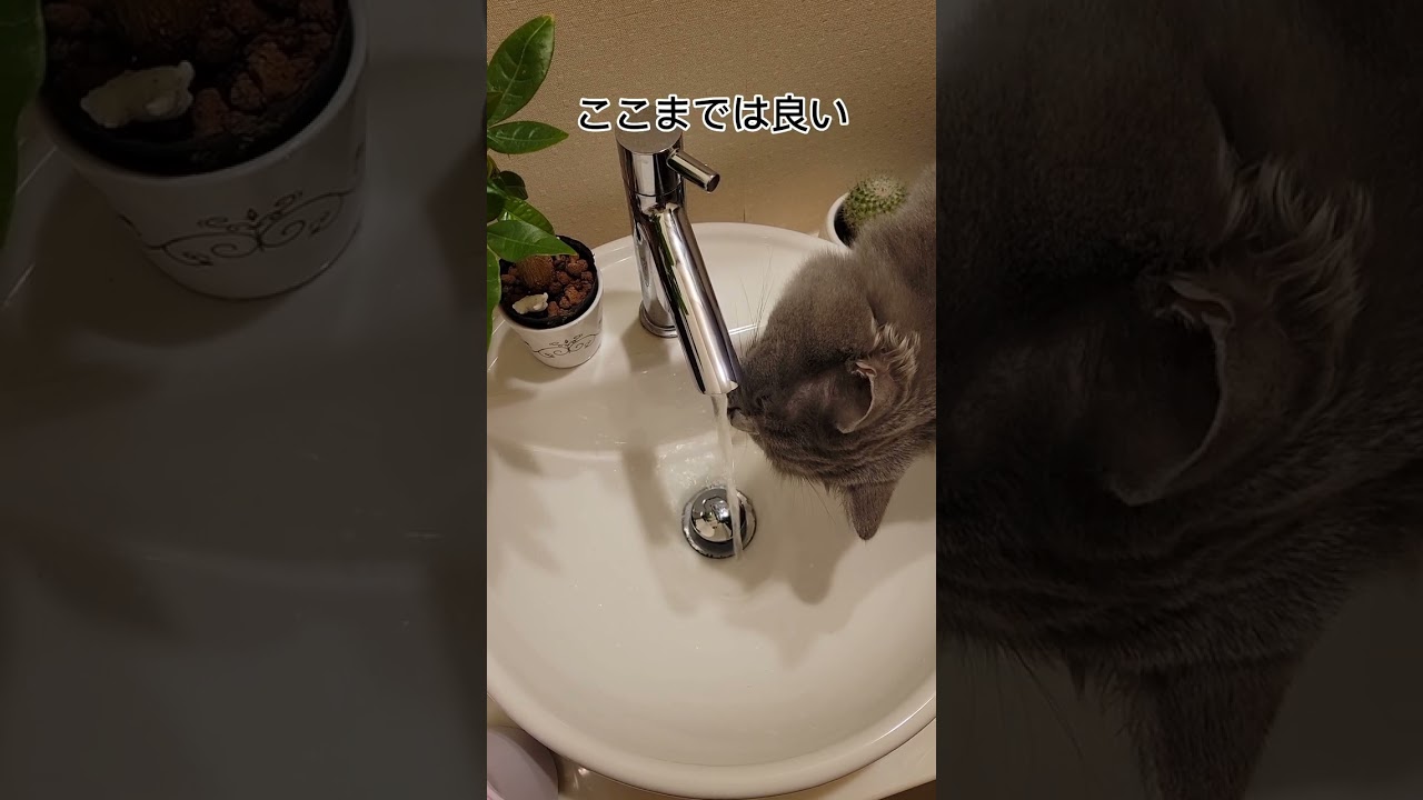 猫は水道を出すとこうなります【サイベリアン・キキのKIKICHANNEL】#shorts #サイベリアン #猫