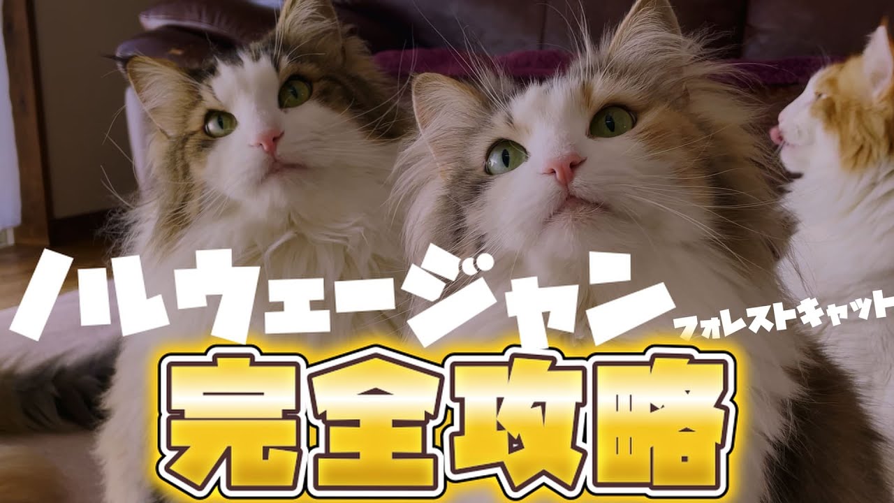 本当の姿をご存知ですか？実はこんな猫なんです！ノルと暮らす前に絶対見て！！