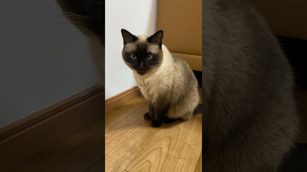 【2023.03.10】今日のシャム猫のふくさん（音無し）【たぬき猫】 #Shorts
