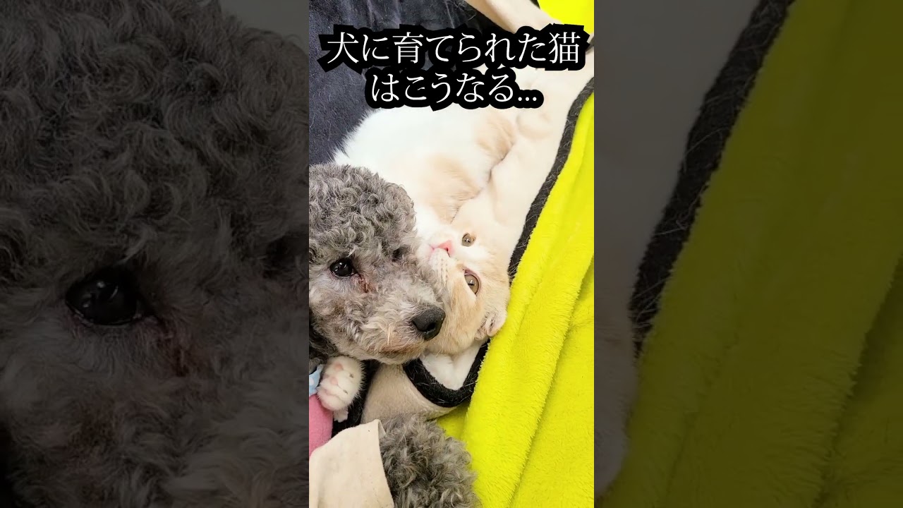 帰宅したら寂しくて子猫と犬がこうなってた...#猫 #shorts