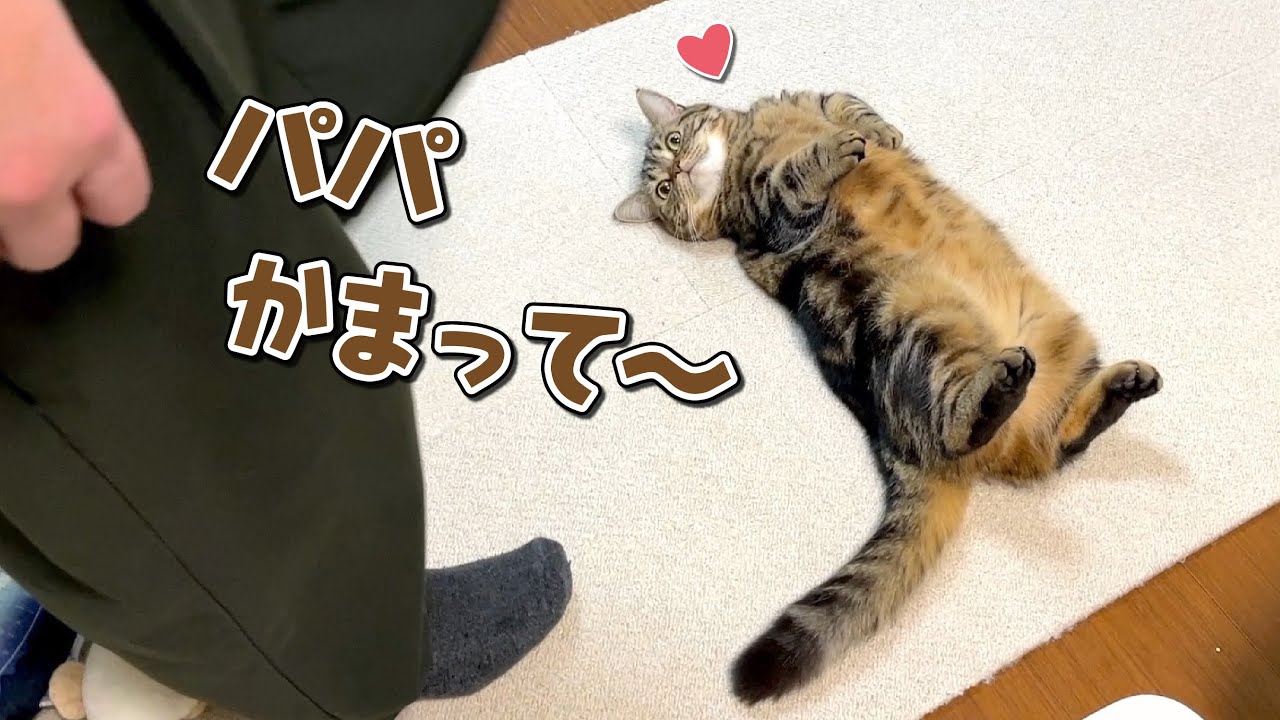 ヘソ天して構ってアピールする猫を無視し続けた結果こうなりましたw