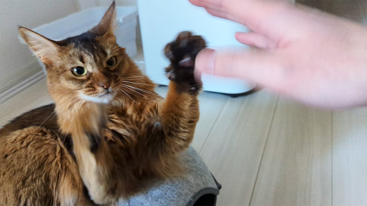 【422日目】ぱたぱた #ソマリ #cat