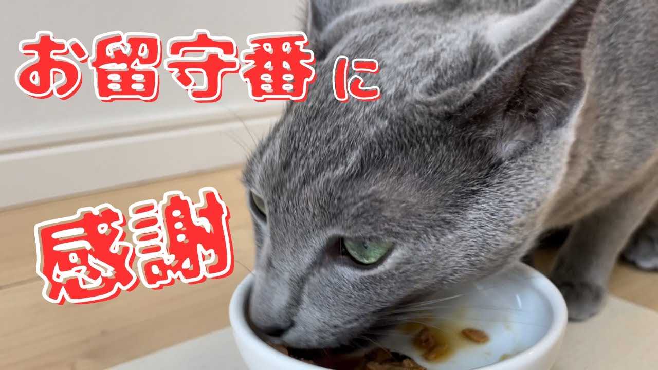 食後のペロペロがかわいい猫。自宅警備のお礼です【ロシアンブルー】グルーミング