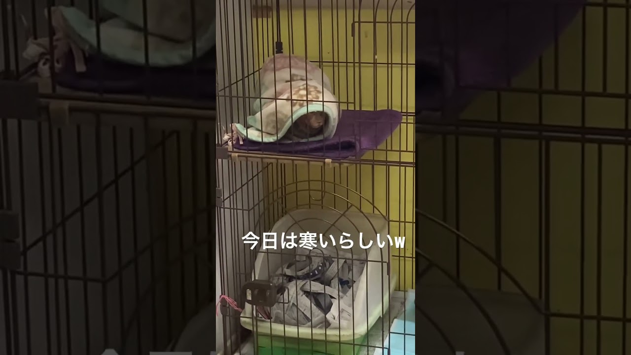 今日は寒いので毛布に包まるスフィンクスww