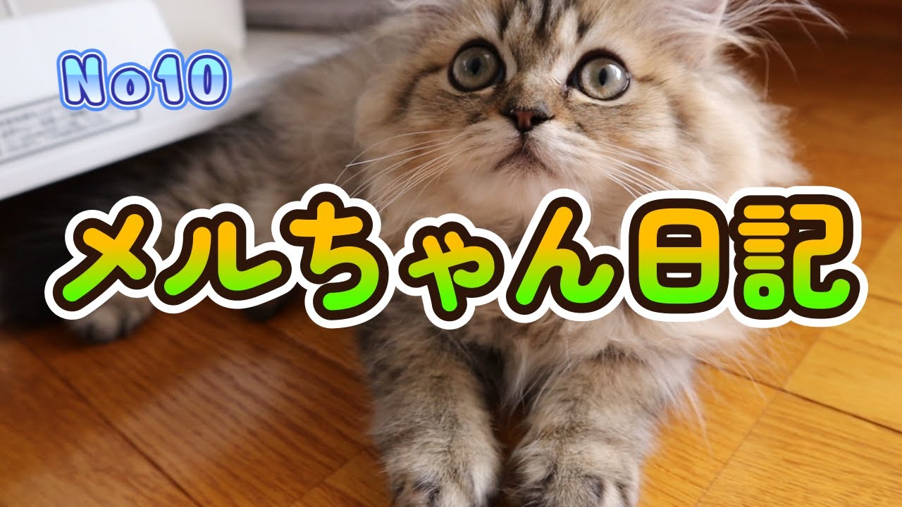 猫編【メルちゃん日記10】メルちゃんとポンポン～ペルシャ猫