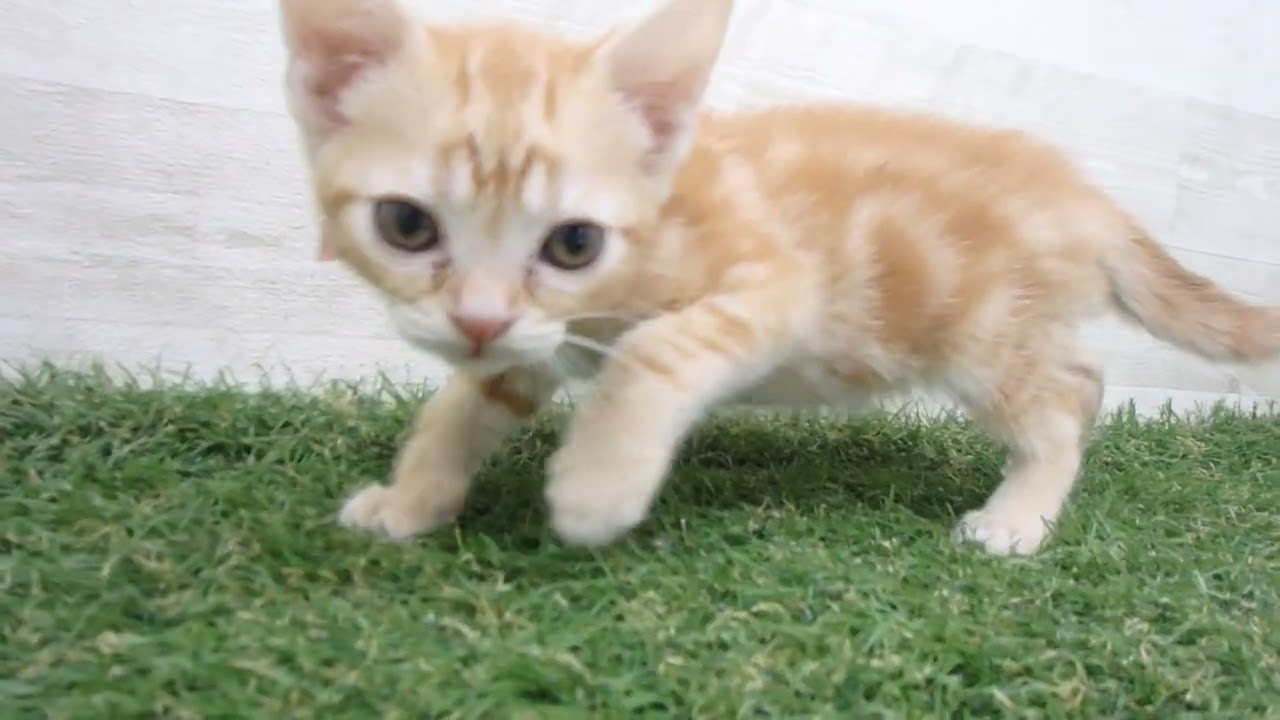 00622410 アメリカンショートヘアー