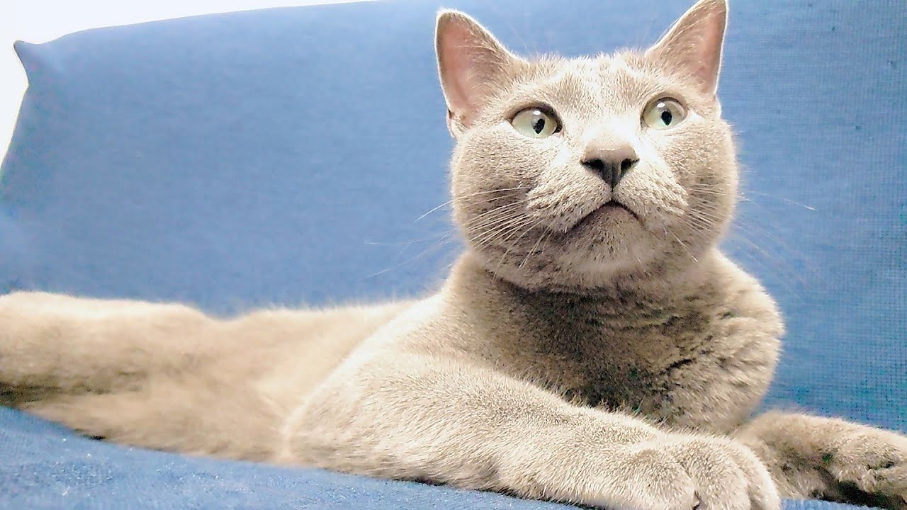 【猫動画】イタズラを注意されたけど知らんぷりするロシアンブルー【russianbule】A Russian blue who pretends not to know about a prank