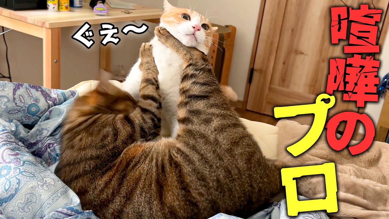 ８年間毎日ケンカしてる猫たちの動きがとんでもないことになっています。