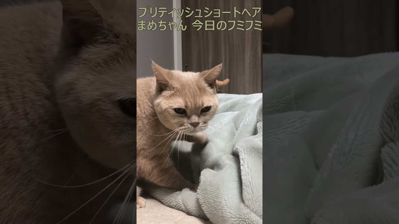 ブリティッシュショートヘア 飼い猫まめちゃん 今日のフミフミ #Shorts