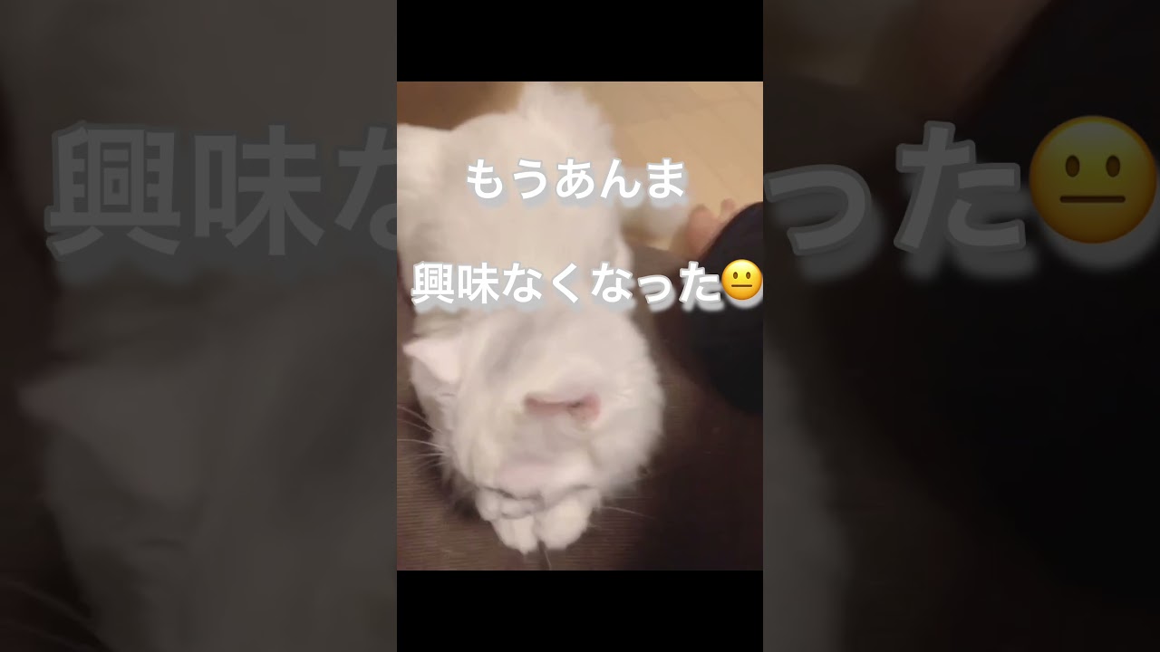 猫のいないないば〜#アメリカンカール #shorts #short #猫