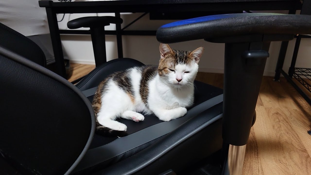 子猫がここに居座り続けるおかげでゲーム依存症から脱却できました