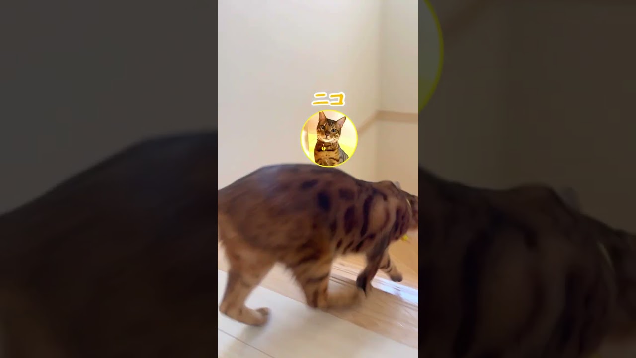 全員全速！白熱猫レース #shorts