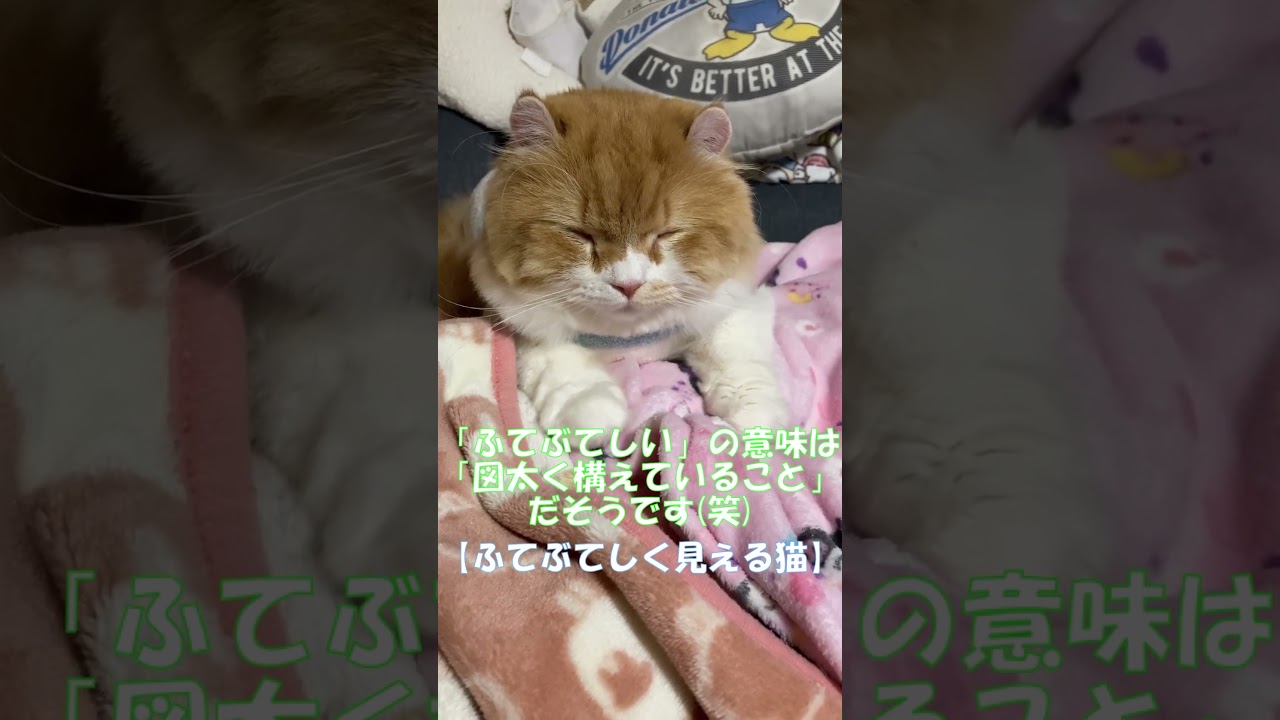 ふてぶてしく見える猫 #shorts  #猫 #アメリカンカール #cat