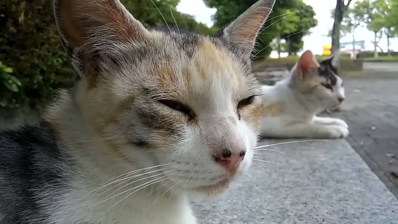 グルーミング中のパンチ君、母猫娘猫はスフィンクスと化しました【Punch was grooming, and the mother cat daught