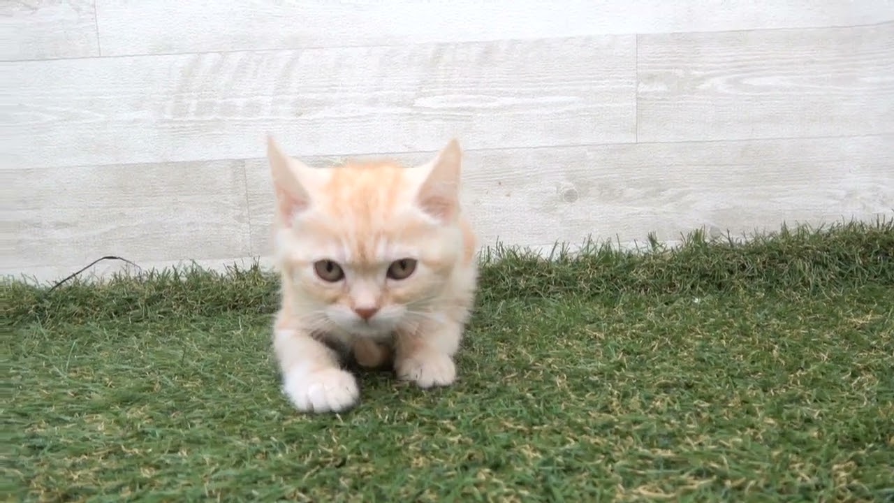 Coo&RIKU　No00616765 アメリカンショートヘアー