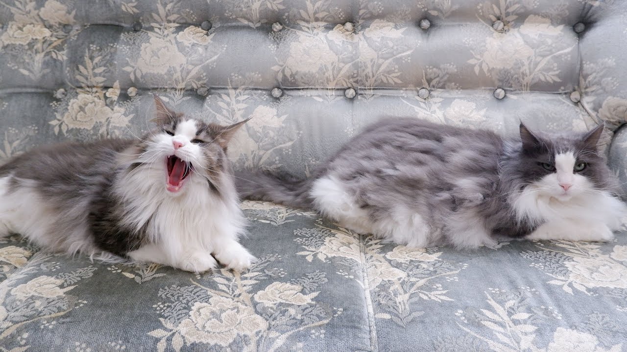 【仲良し❤︎】もふ猫たちのおやすみタイムに癒される♪♪ノルウェージャンフォレストキャットとターキッシュアンゴラ