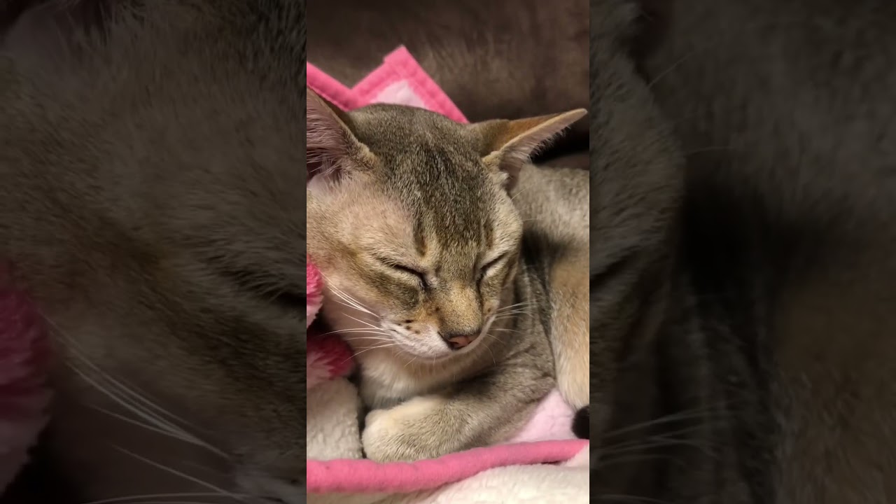 ねむいよぉ🐱　　　　　　　　　　　　　　　#猫 #cats #シンガプーラ #ねこのいる生活