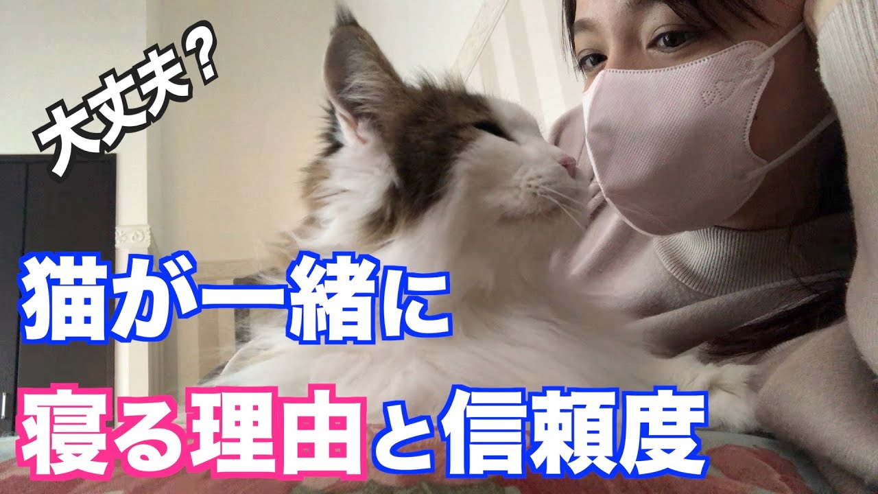 【猫の気持ちがわかる】猫の寝る場所には大きな理由がある。顔の近く・足元・胸の上・布団の中・・・