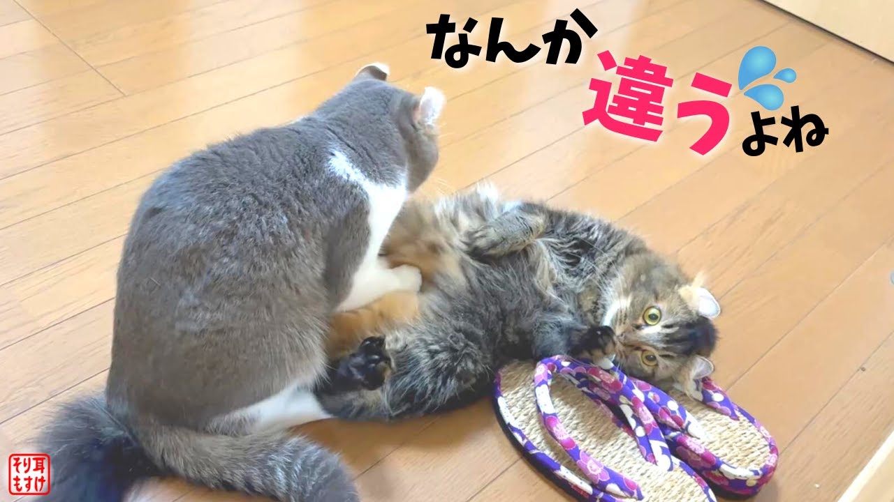 初めての交尾に挑んだ猫たちの大失敗。交わり方が斬新すぎた…