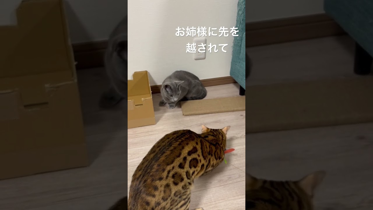 わたしも遊びたいのにー... #ロシアンブルー #猫 #cat