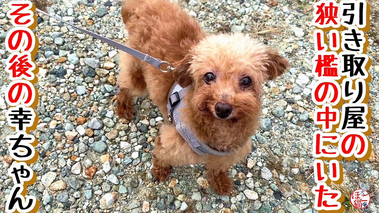 【子犬　譲渡会　子猫】　引き取り屋から保護したトイプードルの幸ちゃん、譲渡会に遊びに来てくれました